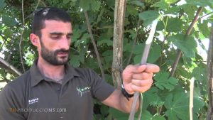 Cómo cortar madera con un cuchillo
