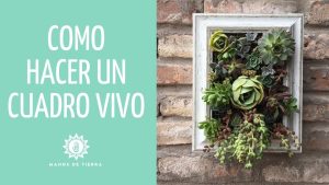 Cómo hacer un cuadro vertical de suculentas