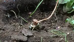 Cómo hacer una buena tierra eléctrica
