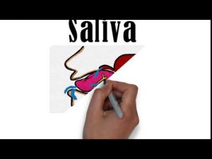 Cómo se dice en inglés saliva