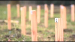 Cuándo es la mejor época para cortar madera