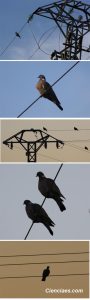 Por qué no se electrocutan las palomas